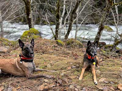 Two search dogs lie along the bank of a stream